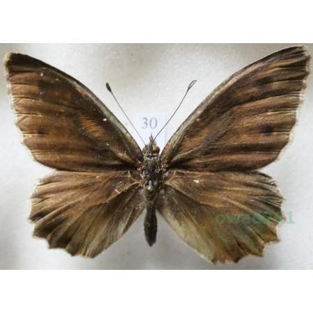 Hipparchia statilinus (Hufnagel, 1766) male Skalnik statilinus Hungaria30